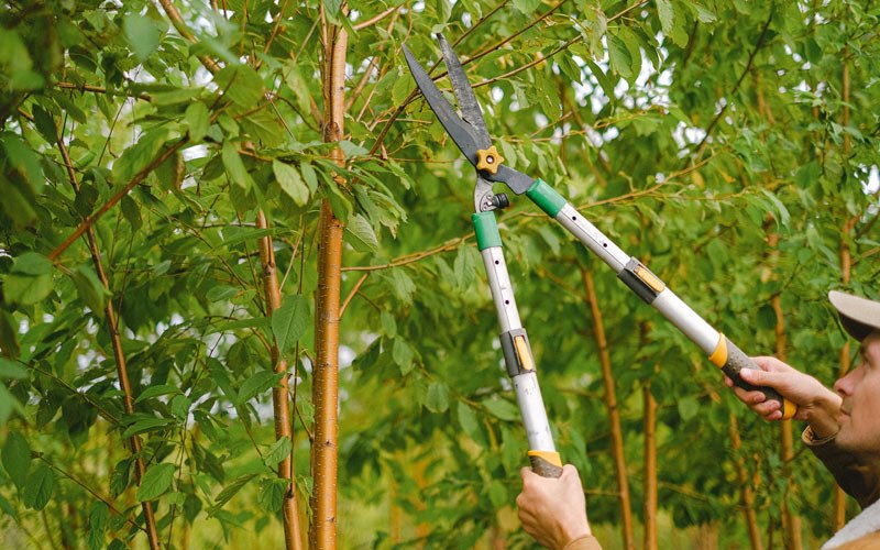 Tree trimming in Roseville, IL