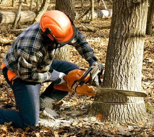 Tree Removal in Roseville, IL